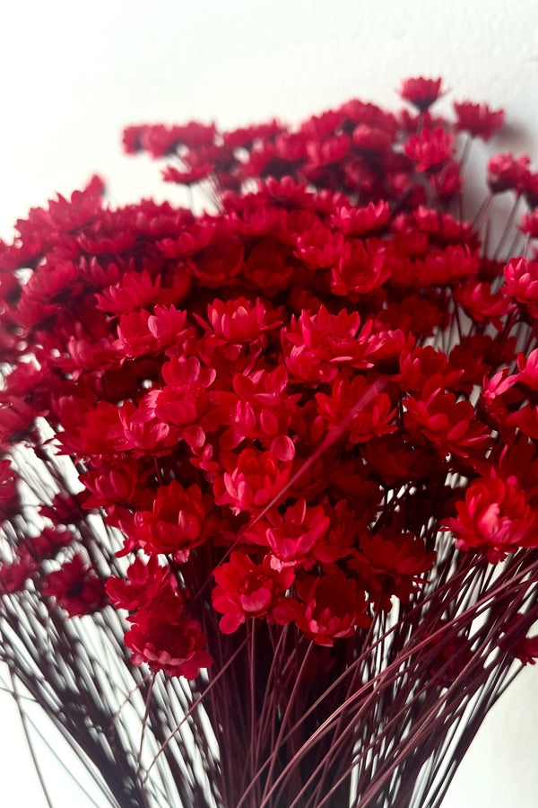 A detailed view of a bunch of Glixia Red Color Preserved floral against a white backdrop
