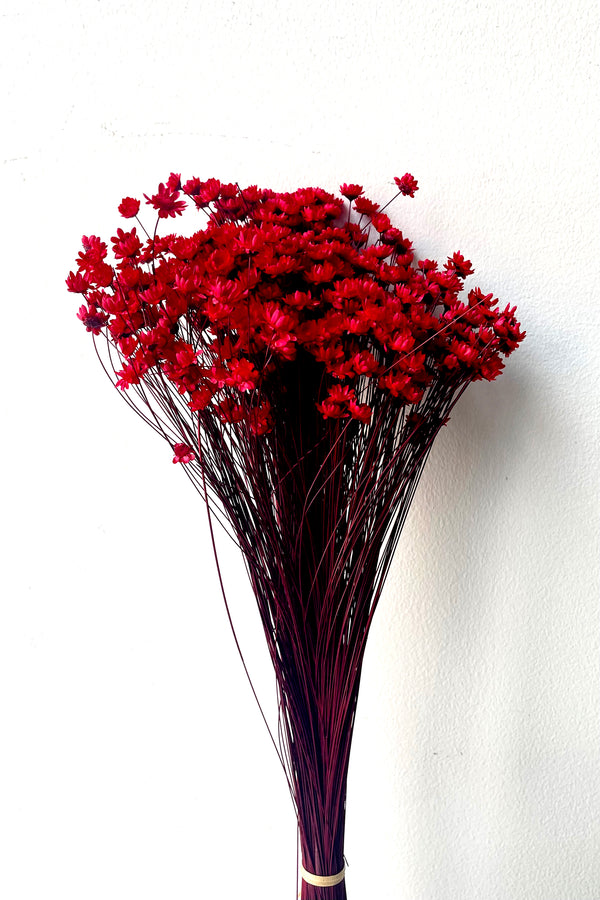 A frontal view of a bunch of Glixia Red Color Preserved floral against a white backdrop
