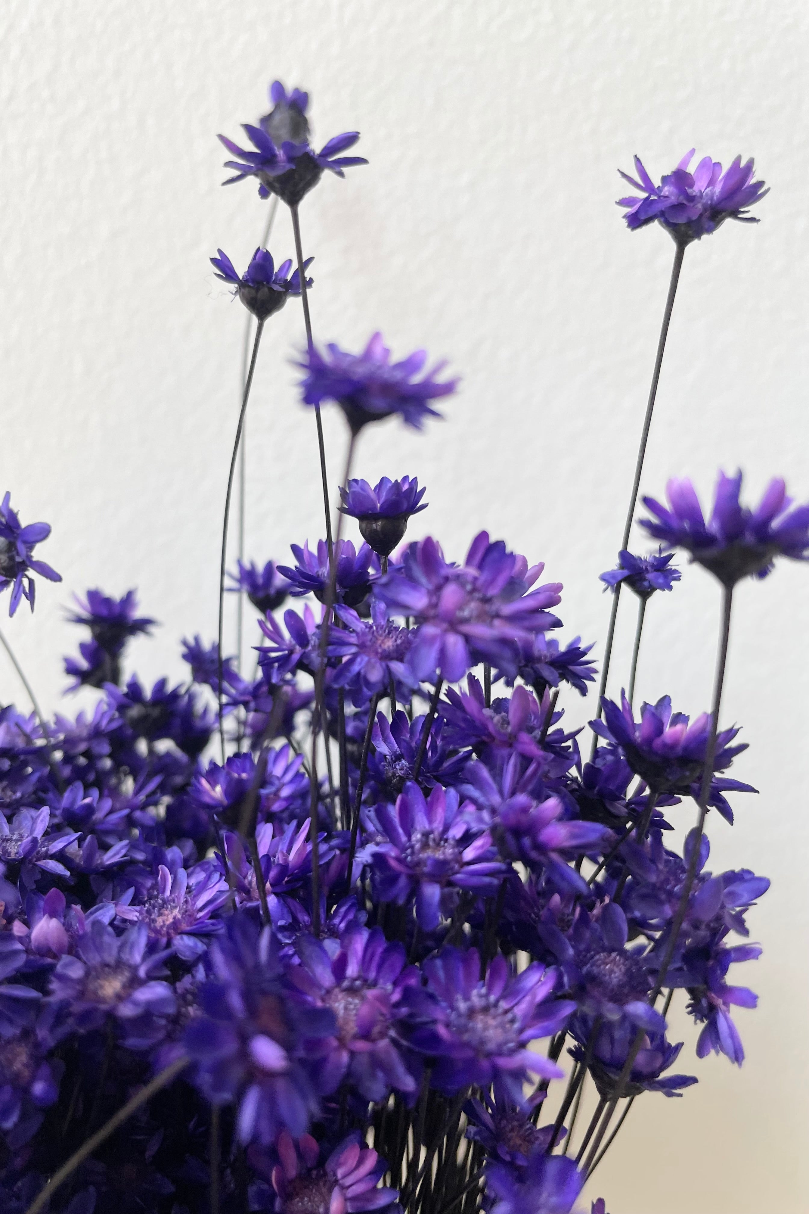 Detail picture of preserved and dyed deep violet color Glixia flower