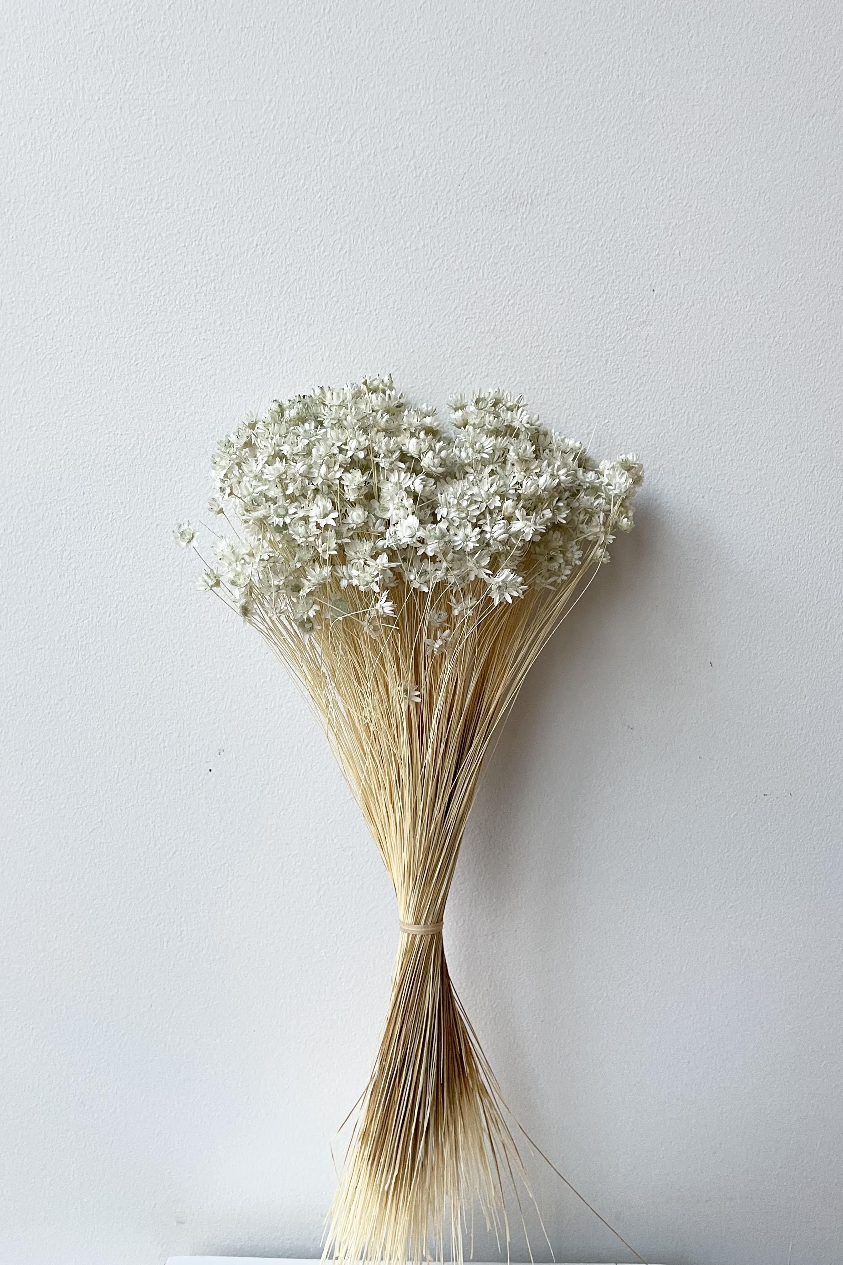 Glixia Mint Pastel Color Preserved Bunch against a white backdrop