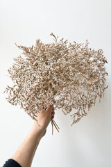 Tatarica natural colored preserved bundle being held in hand against a white wall. 