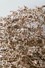 A detail close up shot of the naturally preserved white Tatarica flowers.