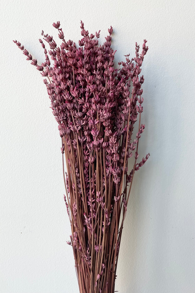 Bunch of preserved fuchsia dyed lavandula against a white wall. 