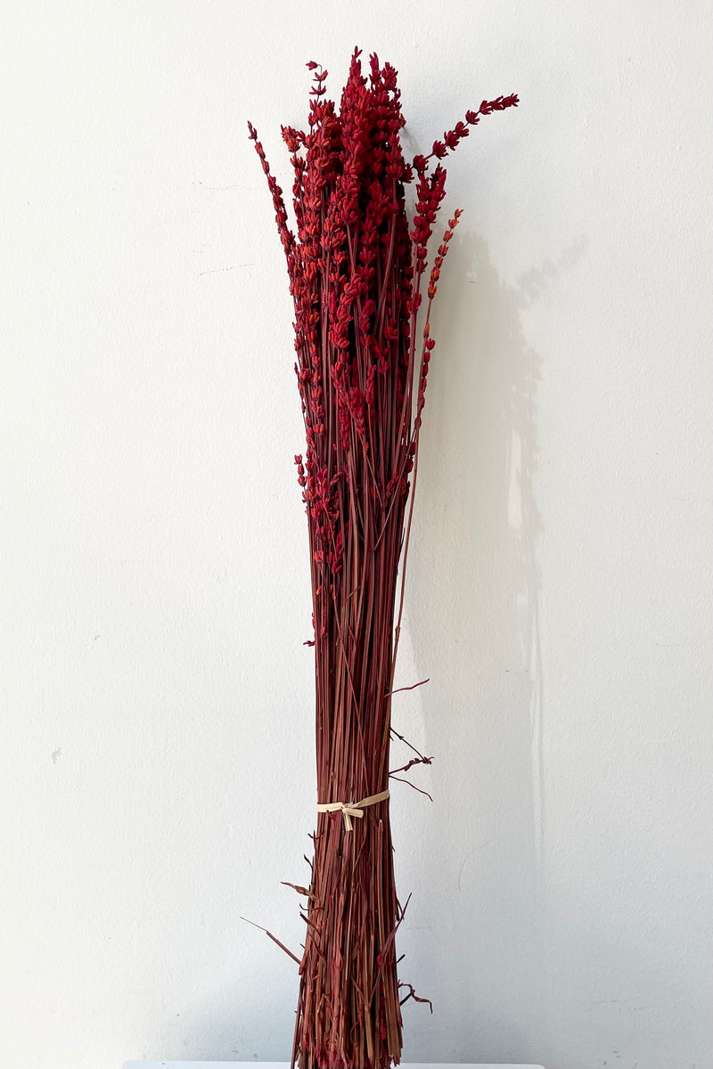 A bunch of Lavandula preserved and dyed red against a white wall. 