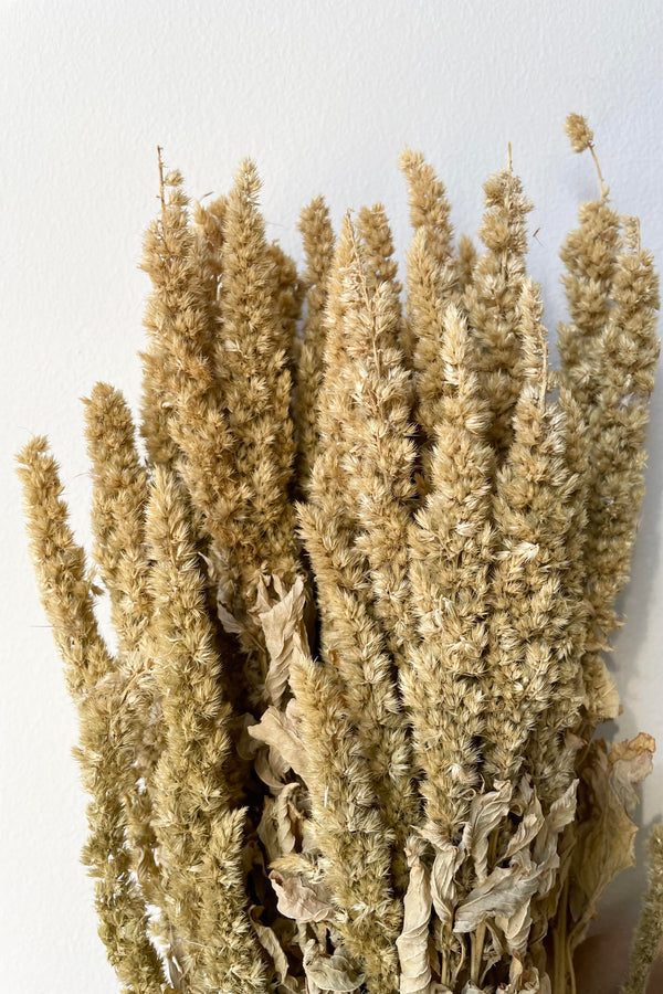 A detailed shot of the Amaranthus Natural Upright Preserved bunch.
