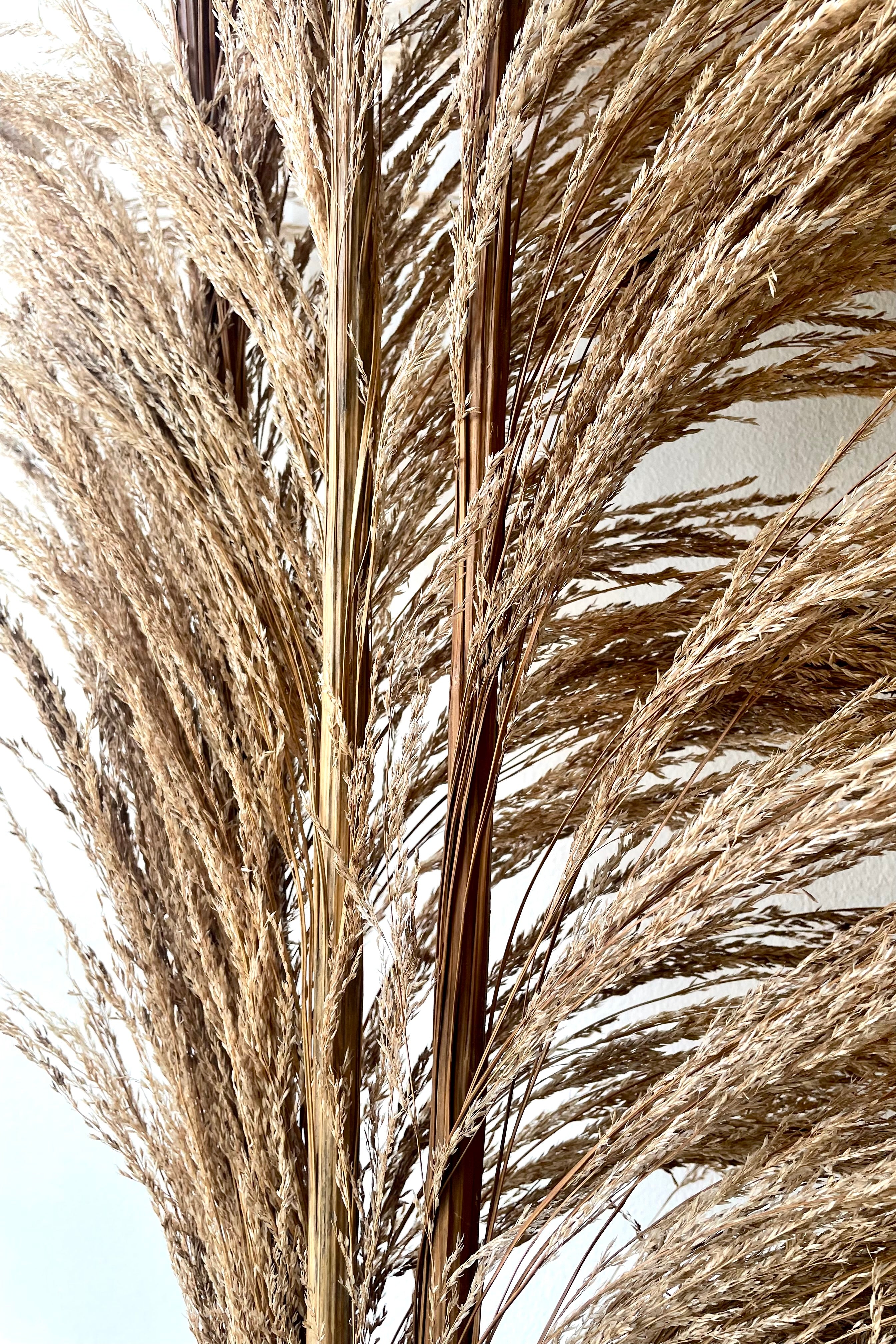 A detailed view of a bunch of Uva Stalk Natural Preserved floral against a white backdrop