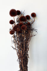 Bunch of dyed mocha preserved echinops against a white wall. 