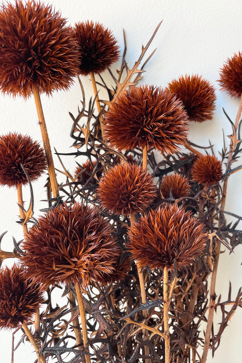 up close picture of the dyed mocha and preserved echinops flower .