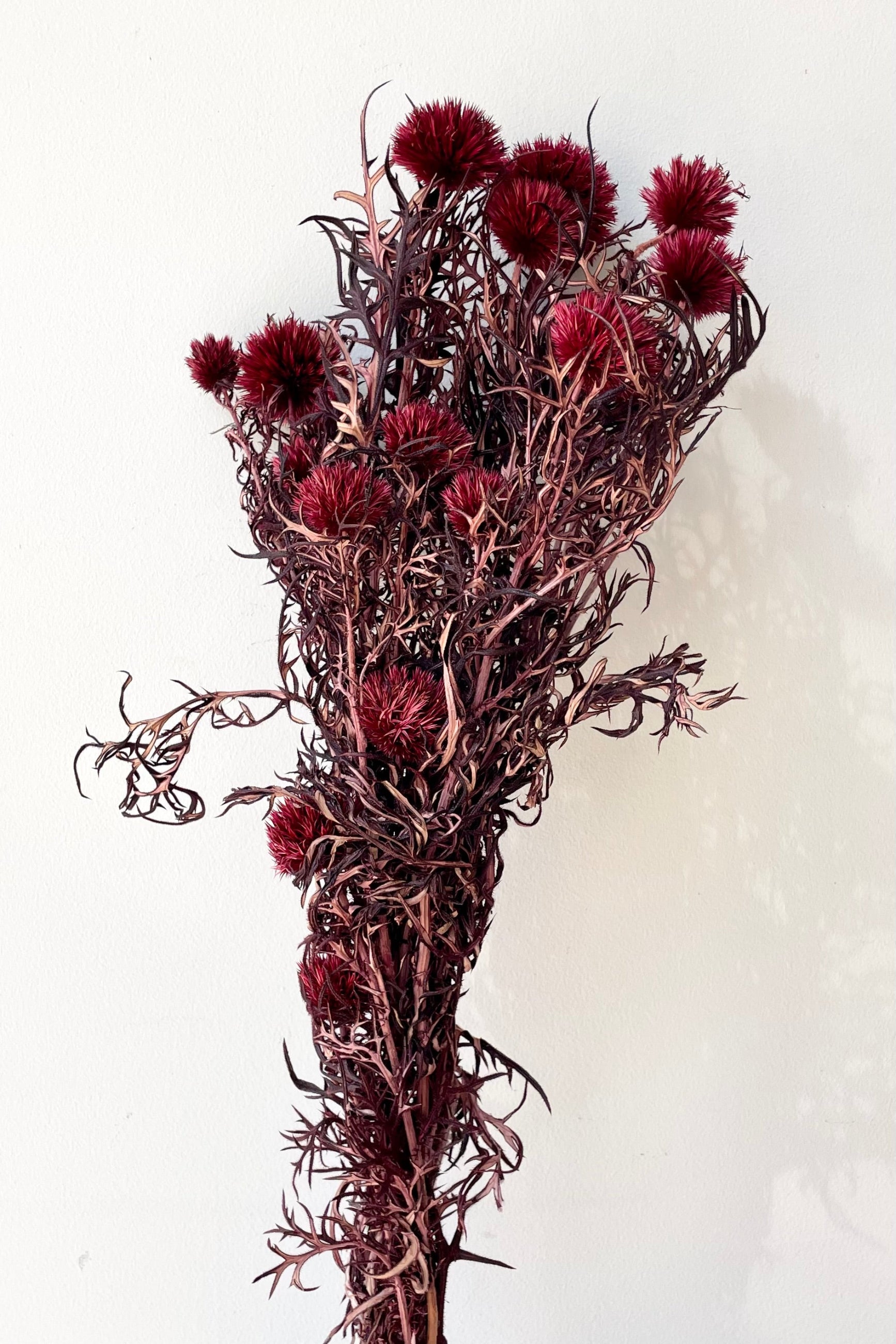 a bunch of Echinops that has been preserved and dyed Burgundy against a white wall at Sprout Home.  ©Sprout Home