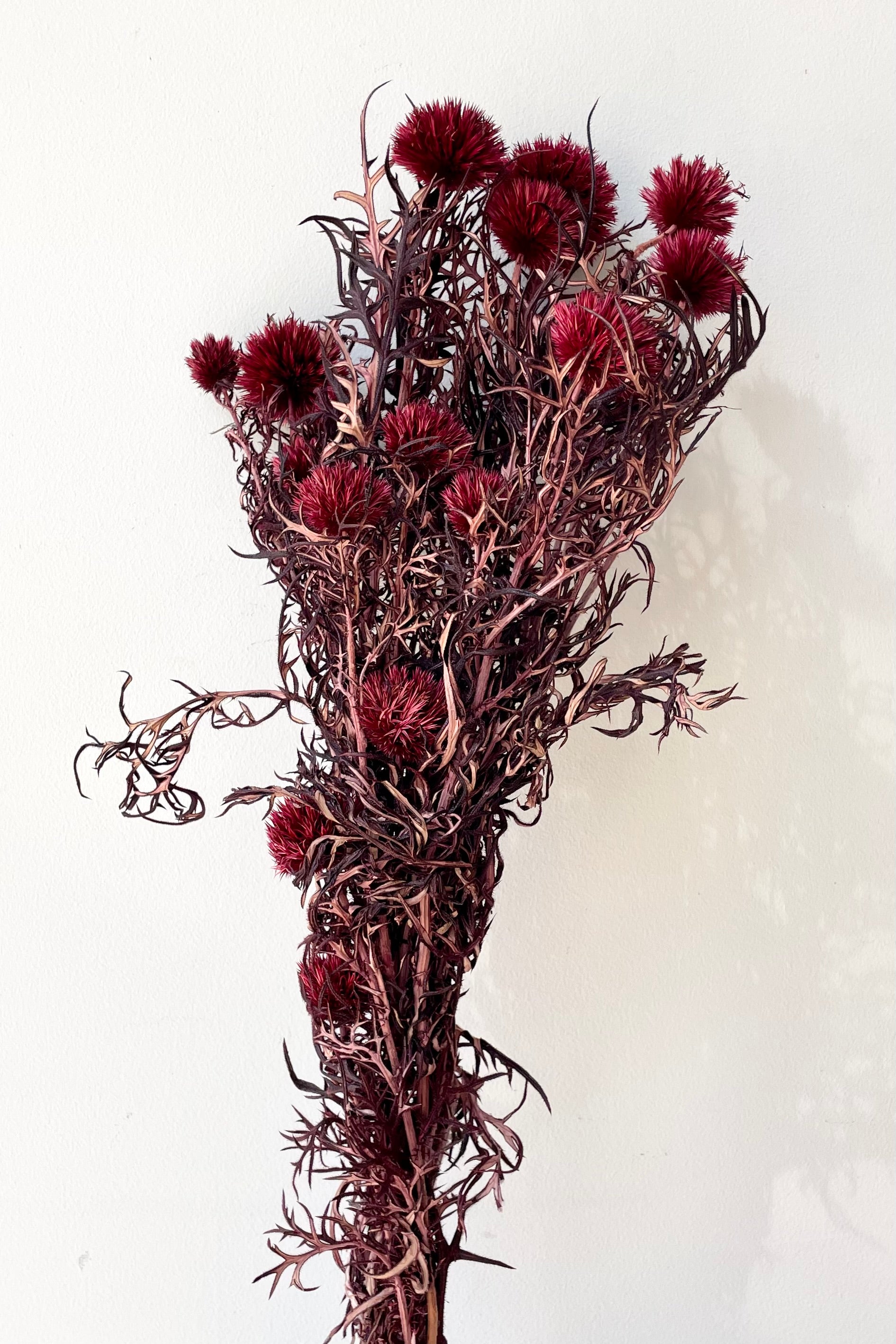 a bunch of Echinops that has been preserved and dyed Burgundy against a white wall at Sprout Home. 