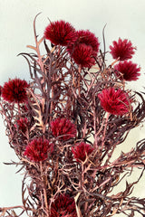 Preserved and dyed burgundy Echinops showing the spiky foliage and flowers. 