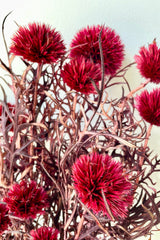Burgundy colored preserved Echinops in a bunch against a white wall. 