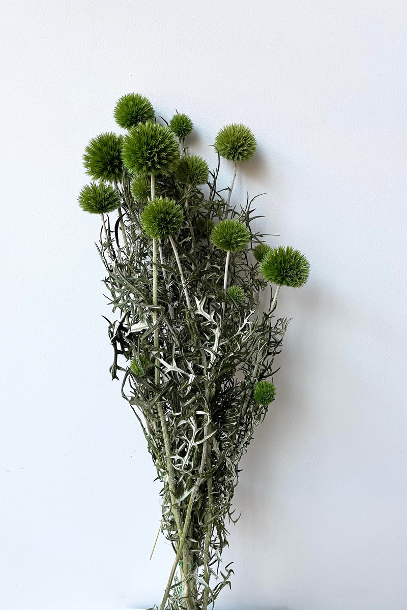 The Echinops Light Green Color Preserved Bunch sits against a white backdrop.