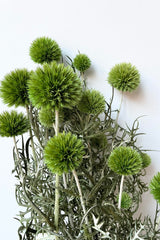 A detailed look at the Echinops Light Green Color Preserved Bunch 
