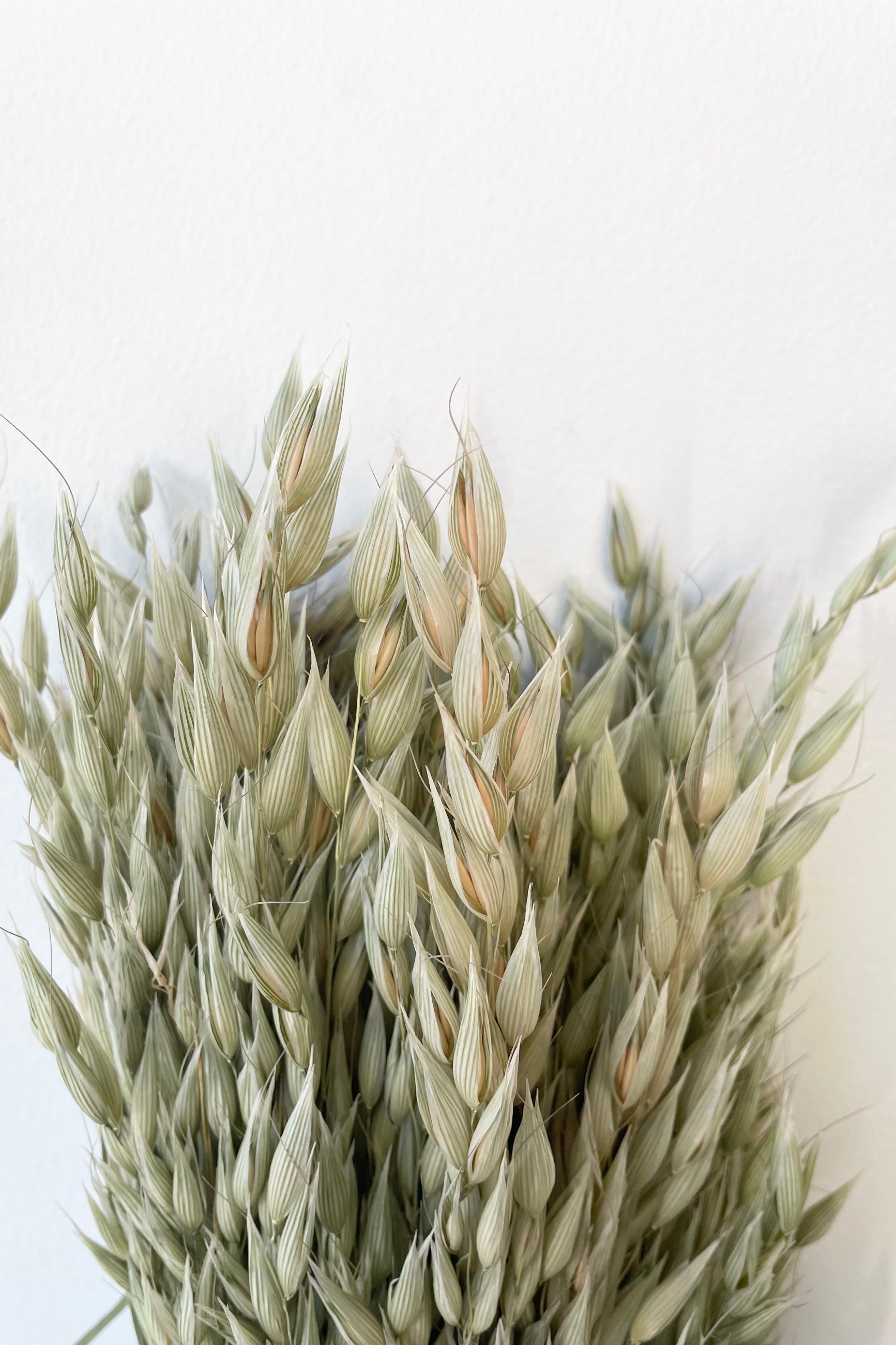 Detail picture of the ends of a preserved natural Avena Sativa bunch against a white wall. ©Sprout Home