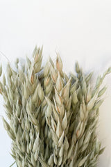 Detail picture of the ends of a preserved natural Avena Sativa bunch against a white wall.
