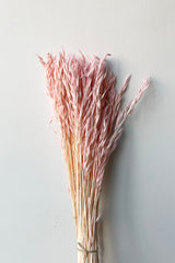 Bunch of pink pastel preserved avena sativa against a white wall. 