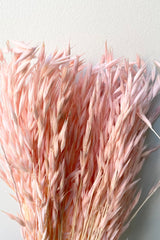 detail picture of the pastel pink preserved arena sativa.