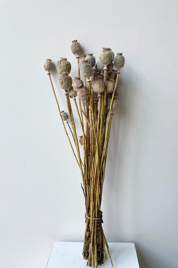 The Poppy vaporizado Preserved natural Color Bunch sits against a white backdrop.