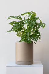 Sand medium Sekki plant pot by Ferm Living on a white pedestal in front of a white background. Inside the pot is a small monstera adansonii