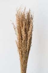 Preserved Munni Natural Bunch in front of white background
