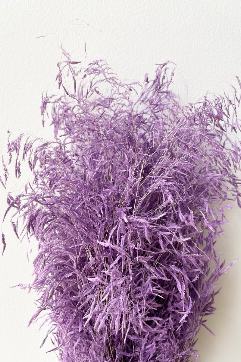 Detail pictures of a preserved and lavender dyed Munni grass.