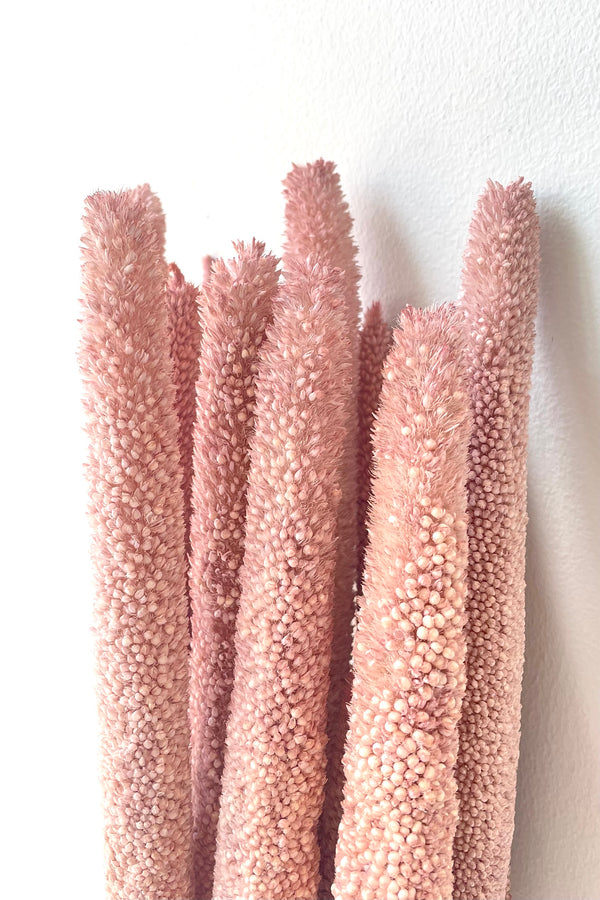 A detailed view of a bunch of Babala Muted Pink Pastel Preserved floral against a white backdrop
