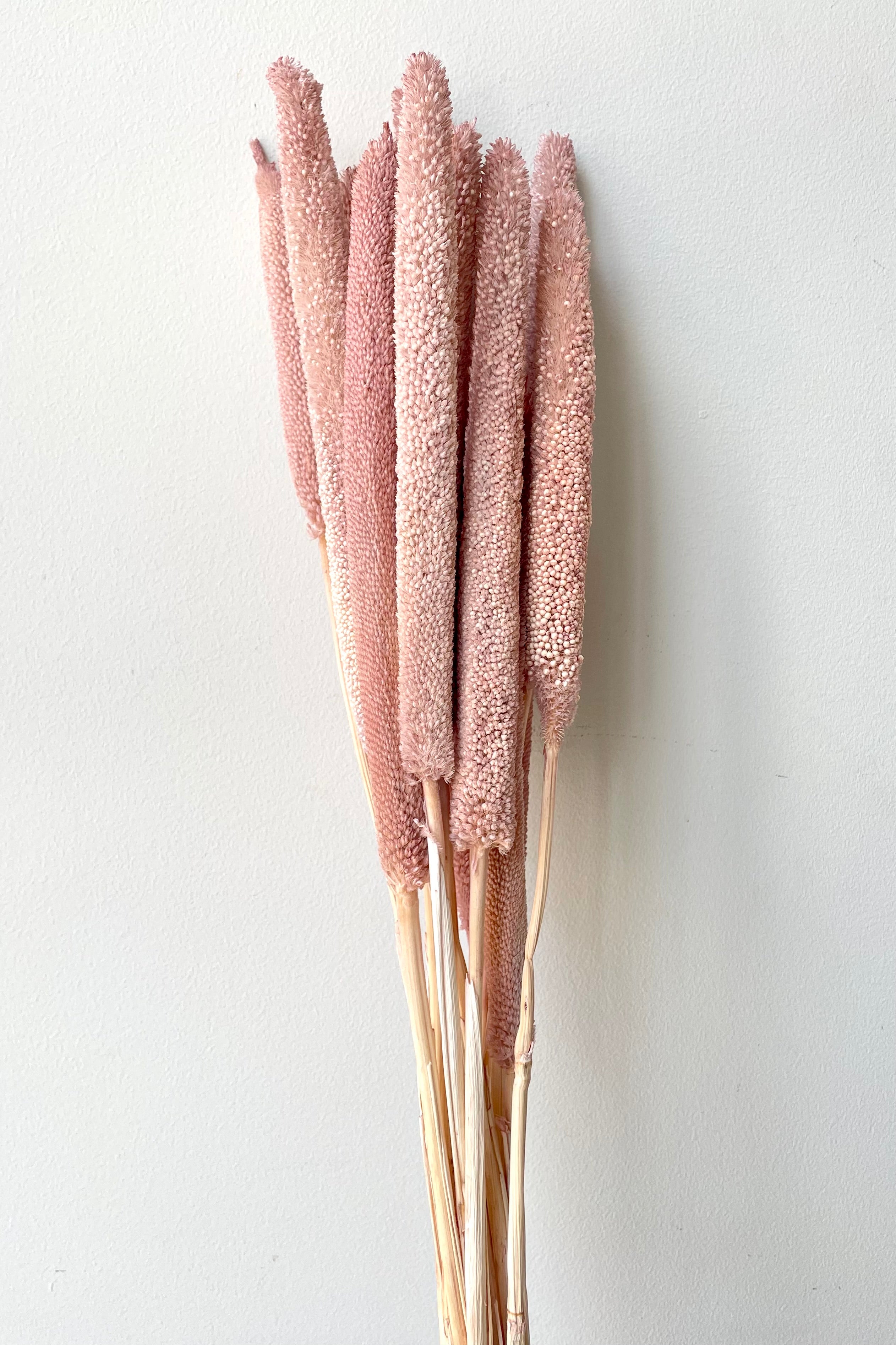 A frontal view of a bunch of Babala Muted Pink Pastel Preserved floral against a white backdrop