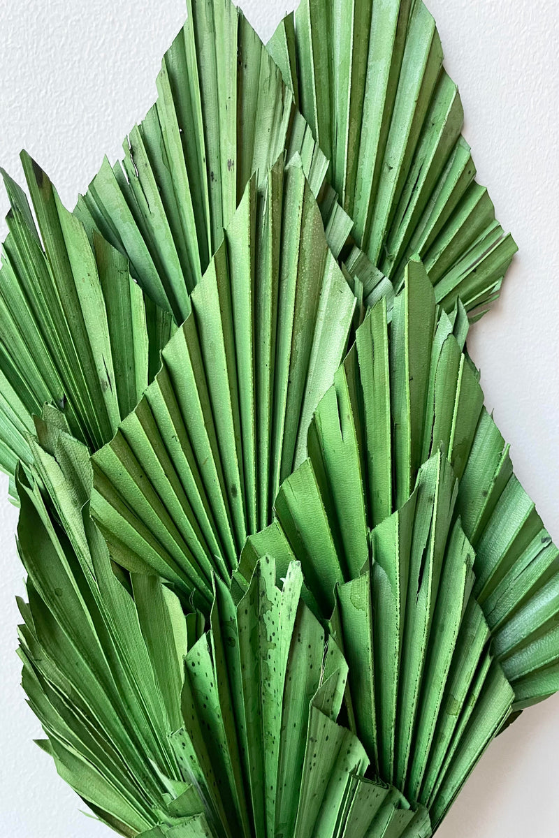 A detailed look at the Palm Spear Dark Green Color Preserved Bunch.