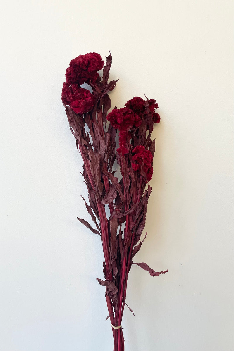 Red color preserved Celosia bunch against a white wall. 