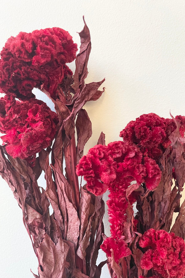 Close up picture of the red colored preserved celosia flower bunch.