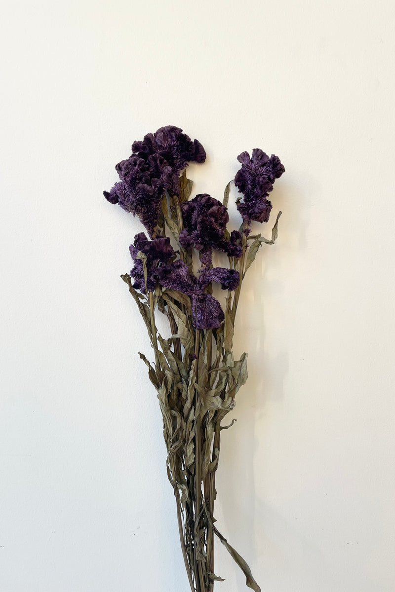 Celosia bunch that has been preserved and dyed purple against a white wall. 