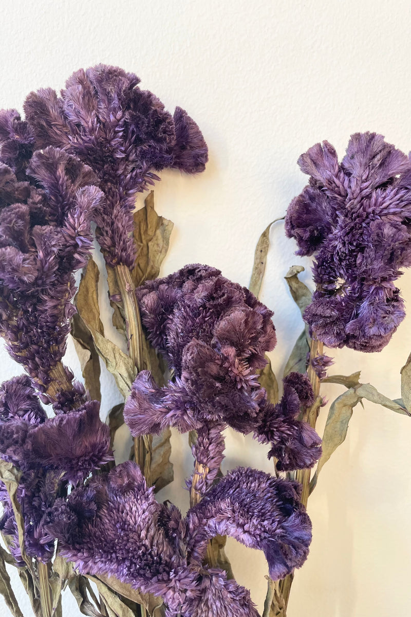Bunch of preserved and dyed purple Celosia. 