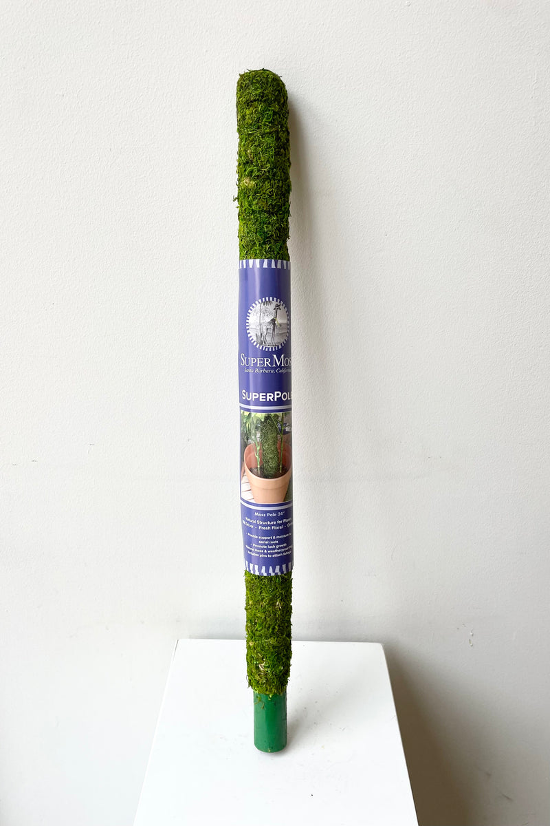 Moss Pole green 24" against a white wall
