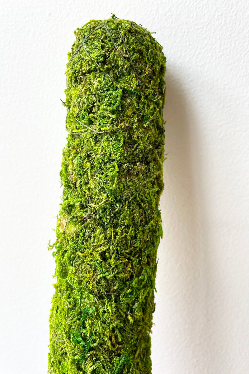 details of Moss Pole green 24" against a white wall