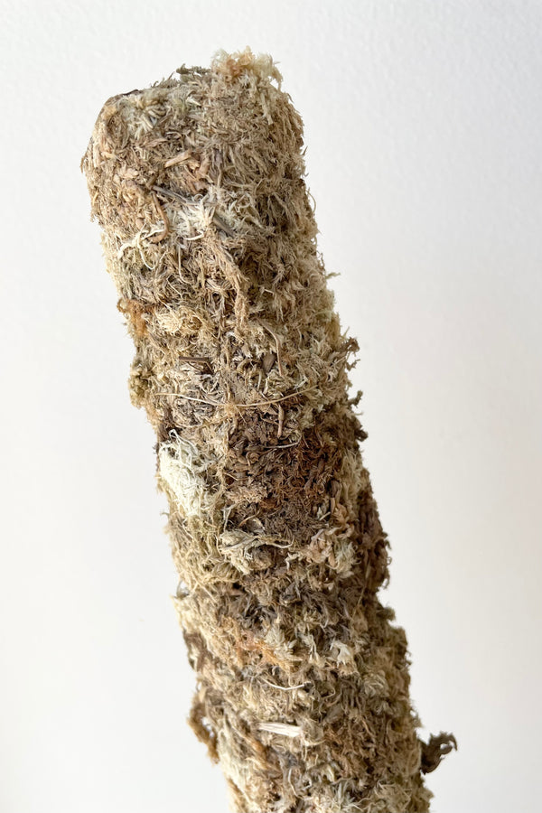 Detail of Moss Pole 24" against a white wall