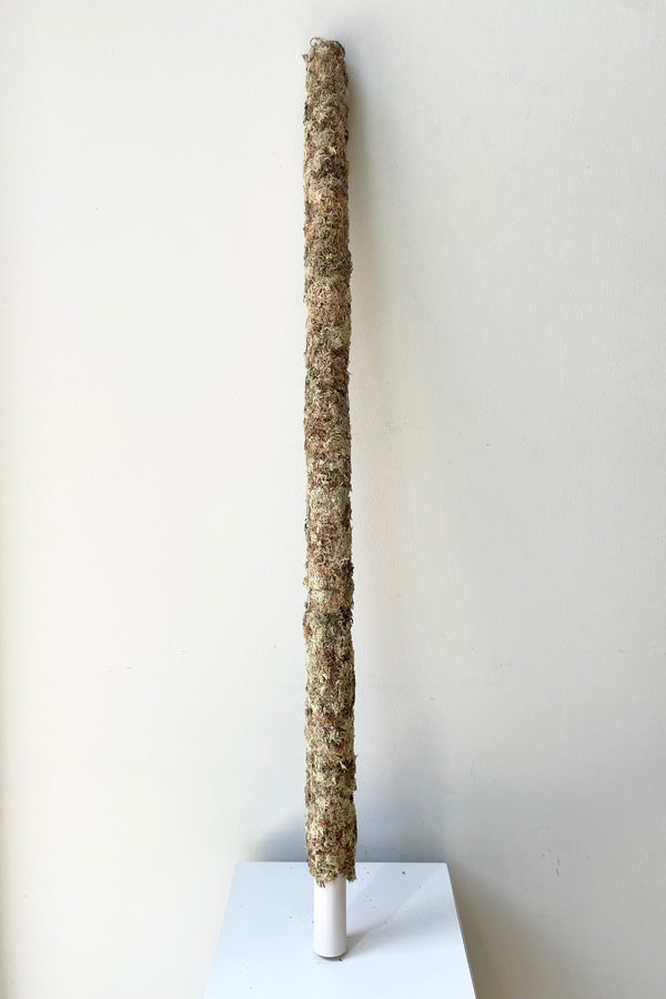 Moss Pole 36" against a white wall