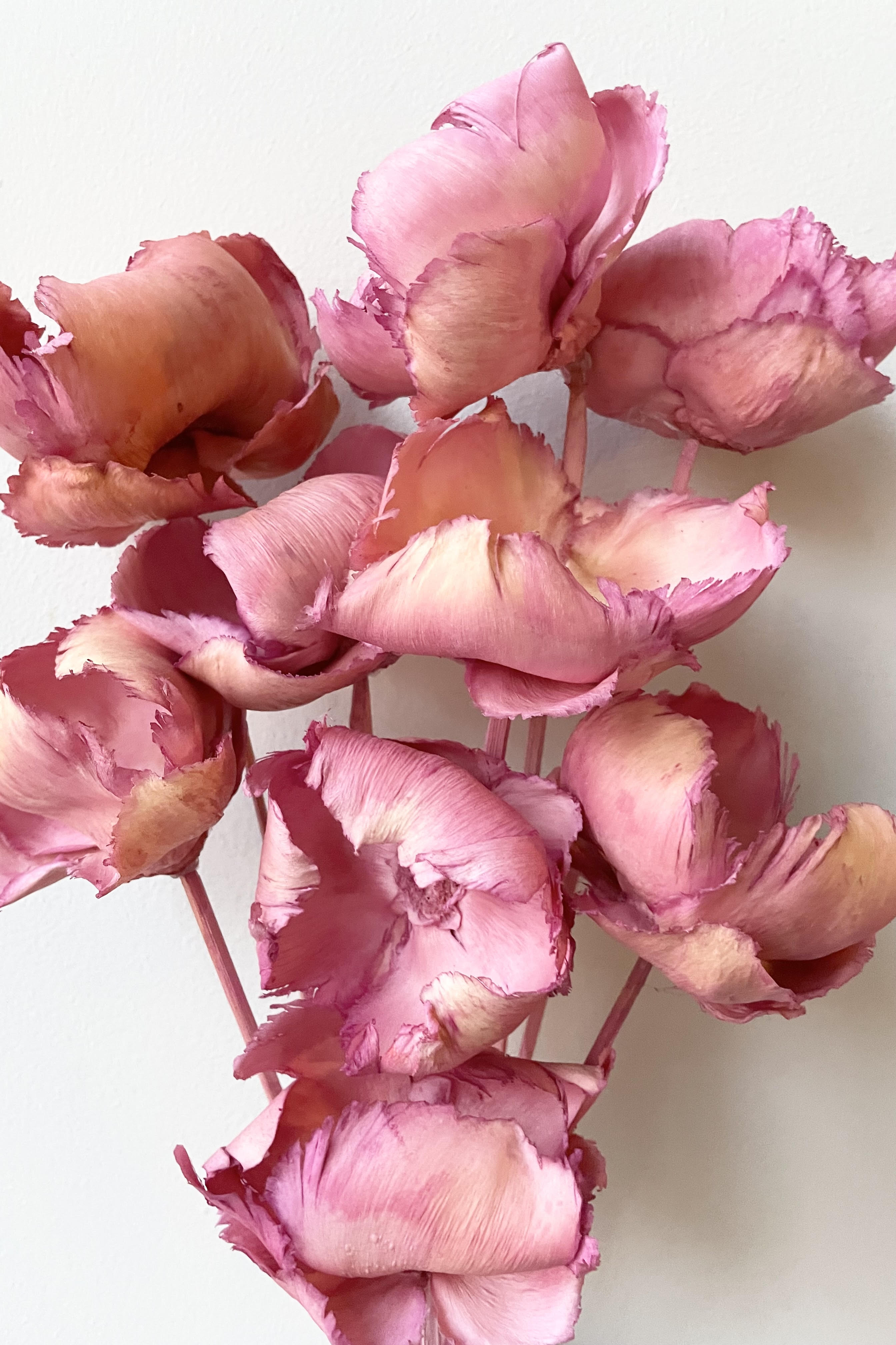 A detailed look at the Palm Cap Pink Pastel Preserved Bunch.