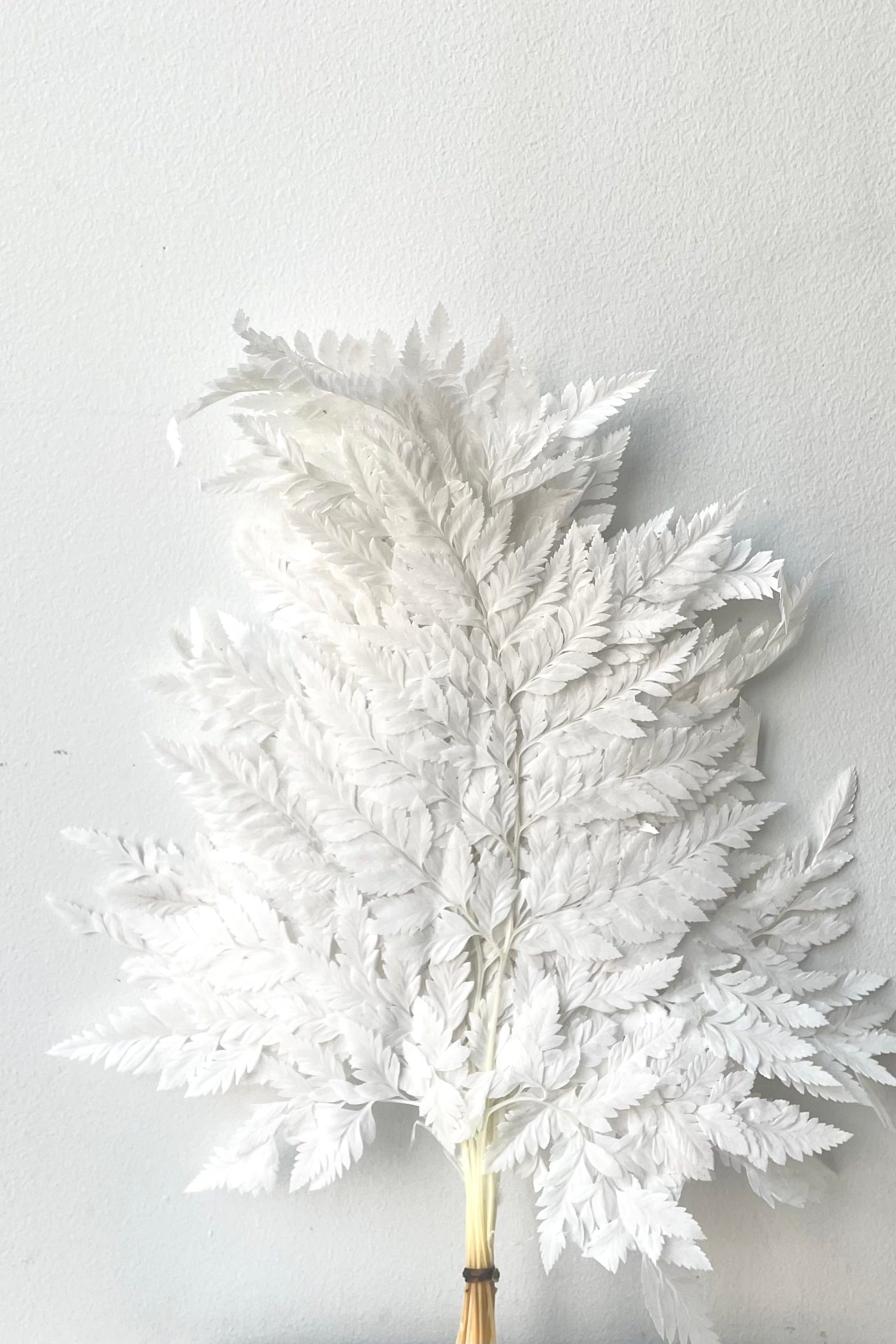 A full view of Helecho Cuero Bleached Preserved Bunch against white backdrop ©Sprout Home