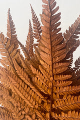 A detailed view of Helecho Cuero Rust Color Preserved Bunch against white backdrop