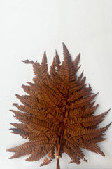 A full view of Helecho Cuero Rust Color Preserved Bunch against white backdrop