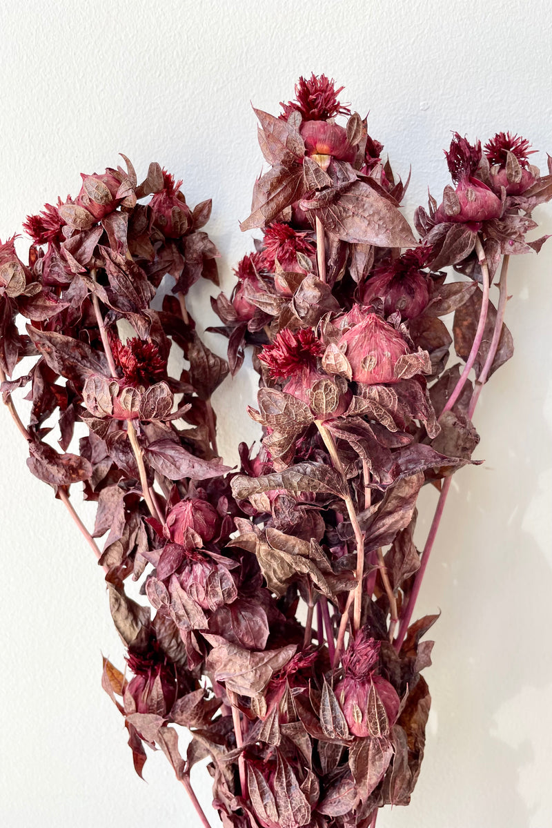 Preserved and dyed burgundy Cartage bunch against a white wall. 