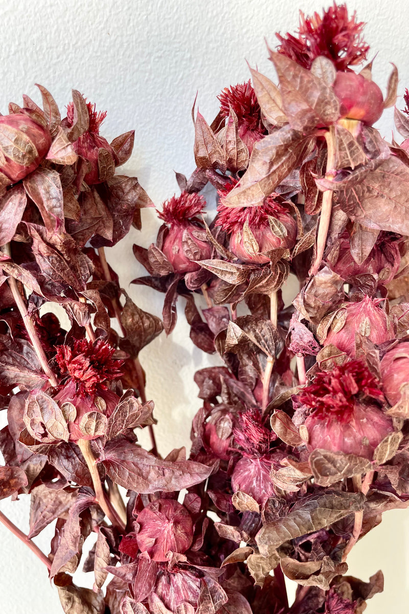 Cartamo preserved burgundy color up close showing the pods against a white wall. 