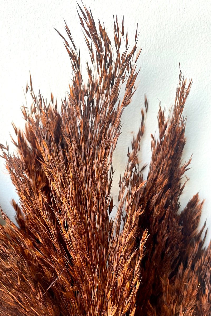 A close-up view of a bunch of Cane Aroundo Mocha Color Preserved floral against a white backdrop
