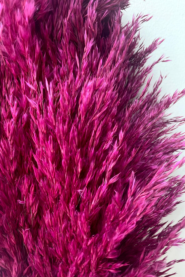A detailed view of Cane Aroundo Fuchsia Color Preserved Bunch against white backdrop