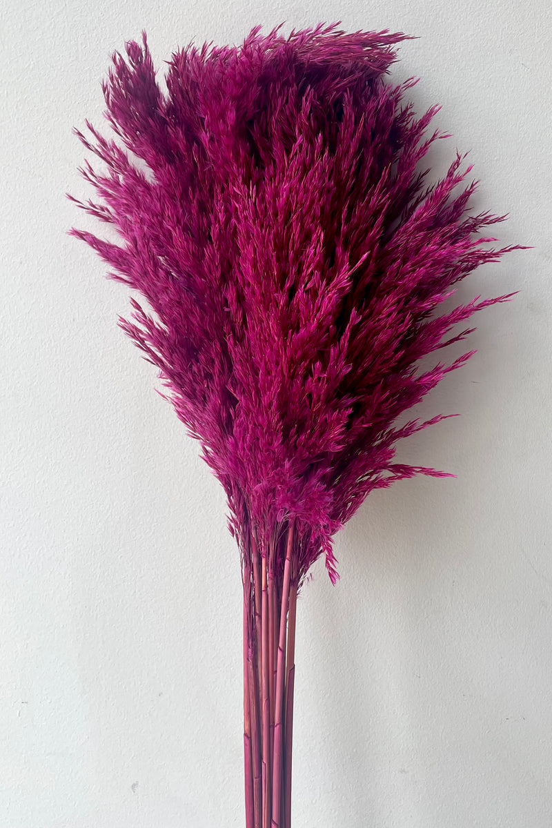 A full view of Cane Aroundo Fuchsia Color Preserved Bunch against white backdrop