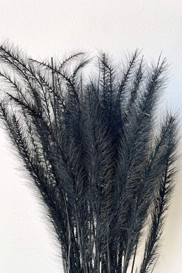 A detailed view of a bunch of preserved Tail Grass in Black Pastel against a white backdrop