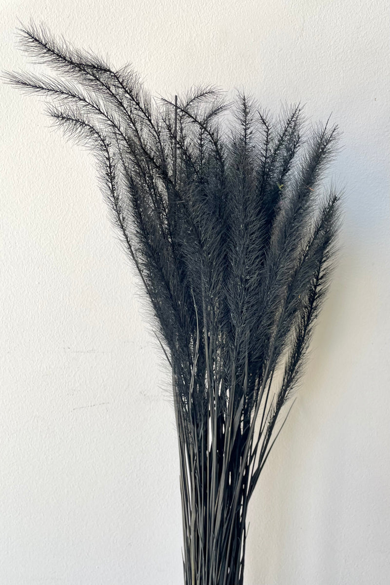 A frontal view of a bunch of preserved Tail Grass in Black Pastel against a white backdrop