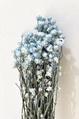 A bunch of Ammonium preserved flowers in a light blue color. 
