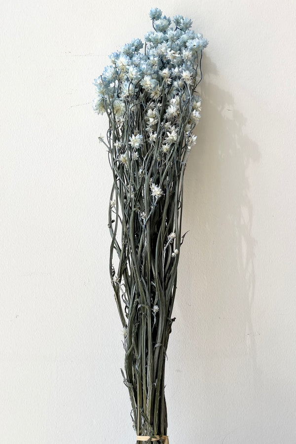 A bunch of preserved light blue Ammonium flower against a white wall for sale at Sprout Home.